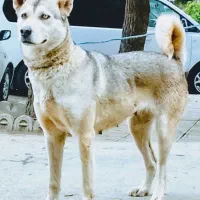 سگ هاسکی