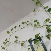 گیاه|گل و گیاه طبیعی|بهبهان, |دیوار