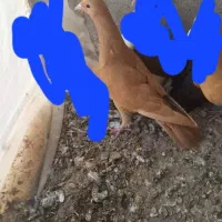 هفرنگ سبز نر