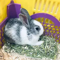 خرگوش نژاد دار