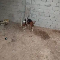 کهره با بچه ماده