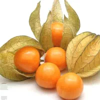 بوته میوه خارجی فیسالیس فقط 100