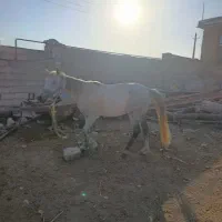 اسب|اسب و تجهیزات اسبسواری|خرمآباد, |دیوار