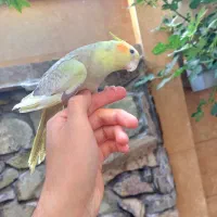 4 جفت پرنده به شرط