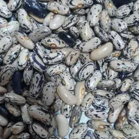 باقلای خشک بهاره