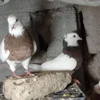 طوقی نر و ماده جفت