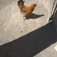 فروش چند عدد مرغ