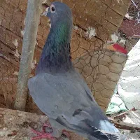 پلاکی