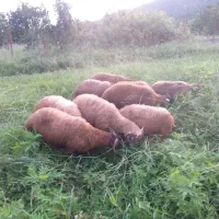 بره نر
