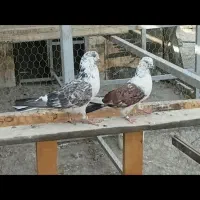 کفتر