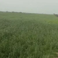 زمین برای اجاره روستای قلعه شیخ