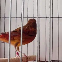 قناری سرخ سوخته محشر