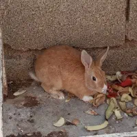 خرگوش کوچک|موش و خرگوش|برازجان, |دیوار