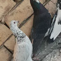 کبوتر رنگی