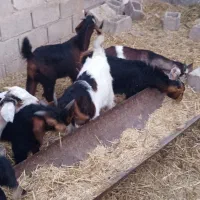 فروش کهره نر