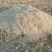 فروش کاه