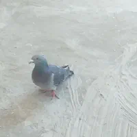 خوب|پرنده|قره پشتلو, |دیوار