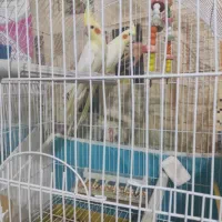 فروش جفت عروس هلندی،دوتاابلق ولوتینو۵ماهه