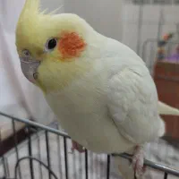 عروس هلندی