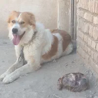 گمشده