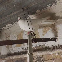 کبوتر  سفید دم چتری ماده