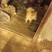 پامر