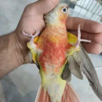 جوجه گرینچیک فول قرمز سرحال آماده یادگیری