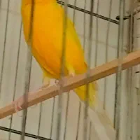 قناری حراج