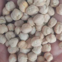 نخود درشت امسال درجه یک زود پز