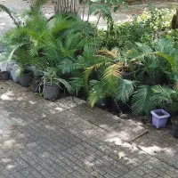 سیکاس