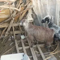 دو تا گوسفند