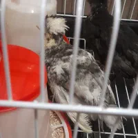 جوجه مرغ و خروس کاکلی و پاپر ، نژاد سلطان