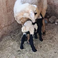 میش بره دار