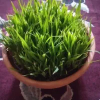 شلتوک بزری درجه یک
