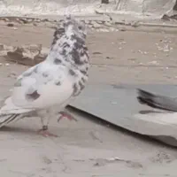 کبوتر یا کفتر نر حلقه پا