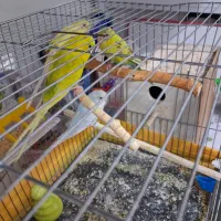 مرغ عشق و ملنگو