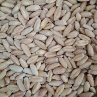 فروش گندم امسال
