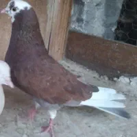دوتا کبوتر نر خوبه پرشی قفس