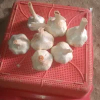 سیر تند درجه یک درشت