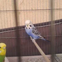 مرغ عشق مولد کار داده