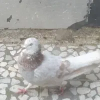فروش کبوتر