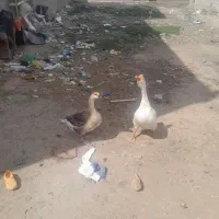قو غاز|حیوانات مزرعه|اردبیل, |دیوار