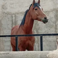 عرب خالص پرخون