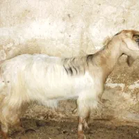 بز آبستن دو قلو با یه کهره