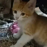 بچه گربه