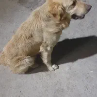 سگ گلدن