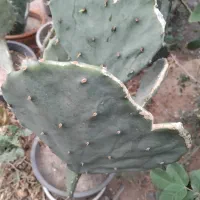 کاکتوس