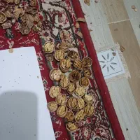 گردو|عمدهفروشی|آذرشهر, |دیوار