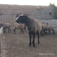 قوچ شال