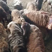 بره
